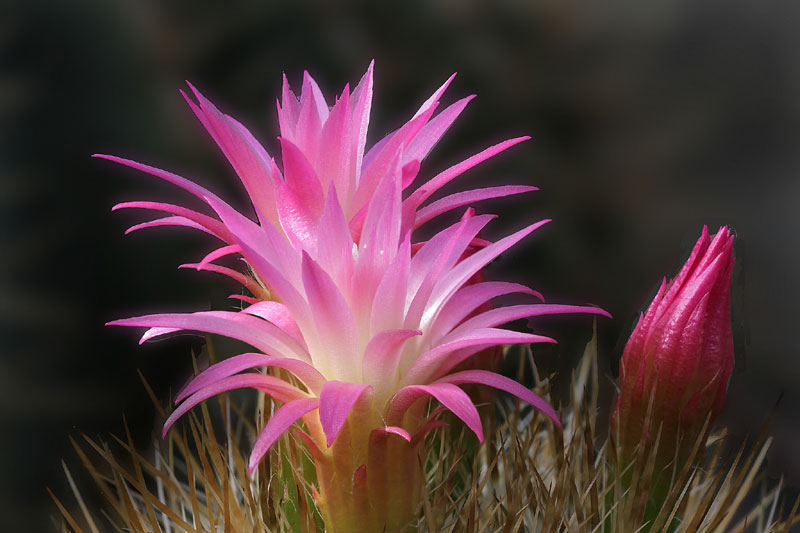 Eriosyce kunzei